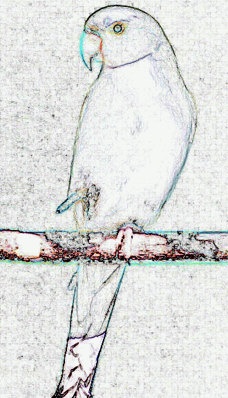 SpringRiver Birds Logo